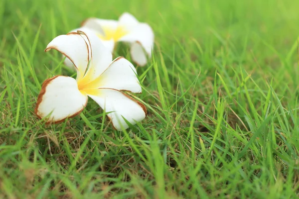 Frangipani flor blanca sobre hierba —  Fotos de Stock