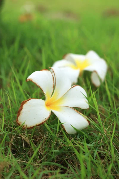 Frangipani witte bloem op gras — Stockfoto