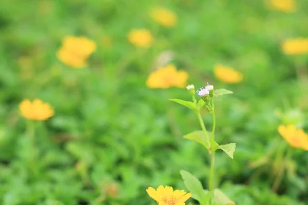 Gula tusenskönor i naturen — Stockfoto