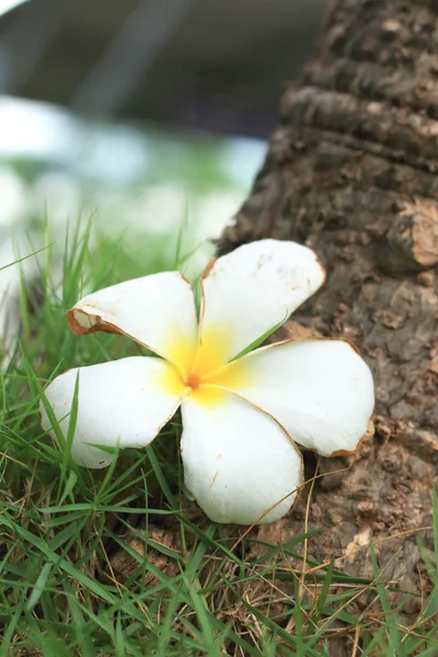Frangipani beyaz çiçek çimenlerin üzerinde — Stok fotoğraf