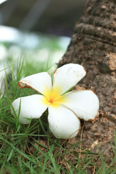 Frangipani fleur blanche sur herbe — Photo