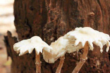 doğa üzerinde taze mantar