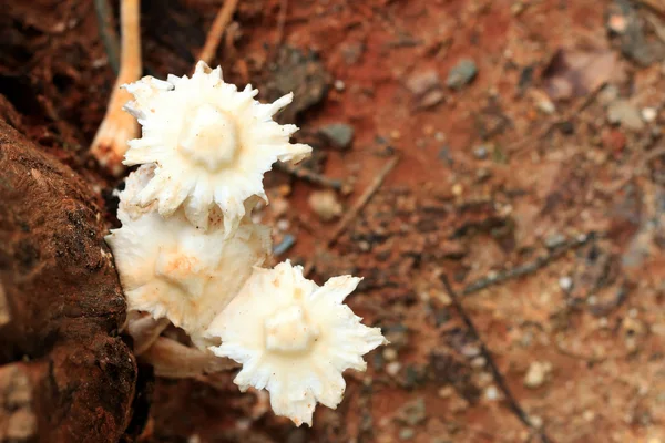 Fresh mushroom on nature — Stock Photo, Image