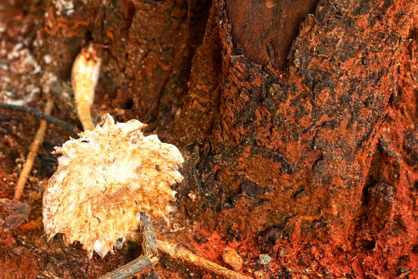 Frischer Pilz in der Natur — Stockfoto