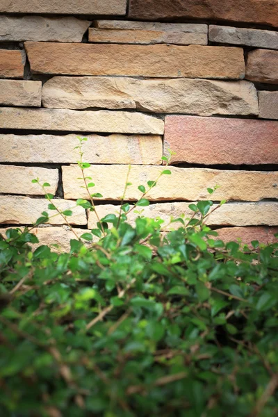 Grønne blader på murveggen – stockfoto