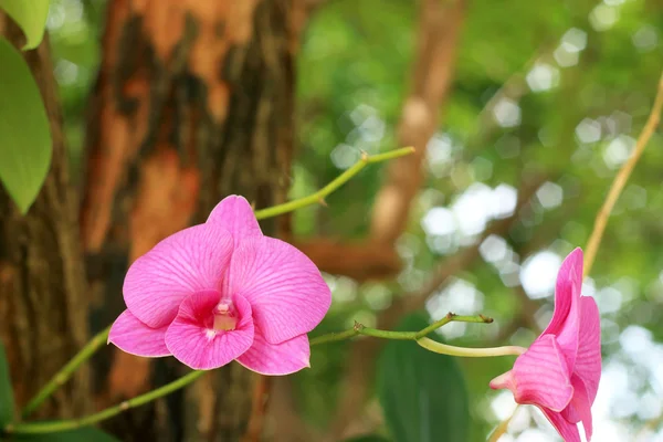 Doğada pembe orkide — Stok fotoğraf