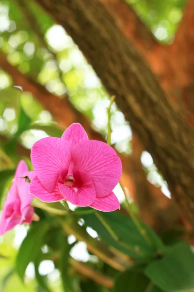 Pink orchids in nature — Stock Photo, Image