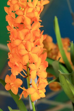 Turuncu orkide çiçekler