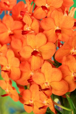 kahverengi orkide vanda çiçekler