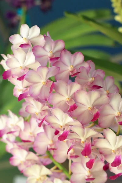 Rosa Orchideenblüten — Stockfoto