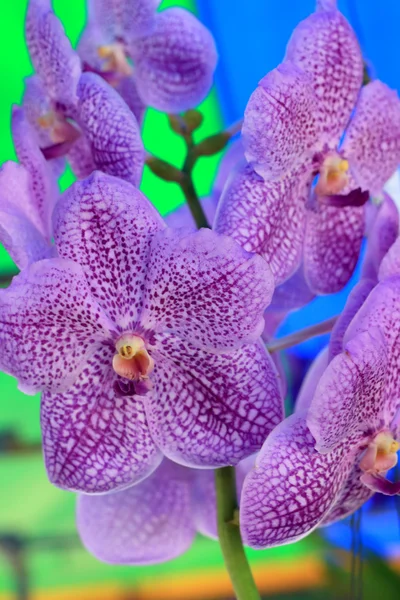 Lila orkidé vanda blommor — Stockfoto