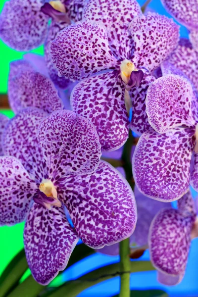 Flores de vanda de orquídea roxa — Fotografia de Stock