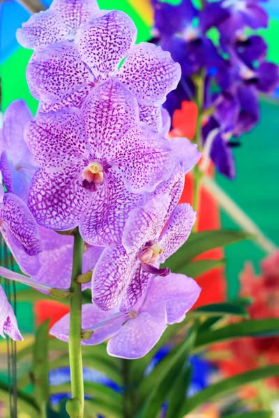 Lila orkidé vanda blommor — Stockfoto