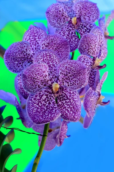 Flores de vanda de orquídea roxa — Fotografia de Stock