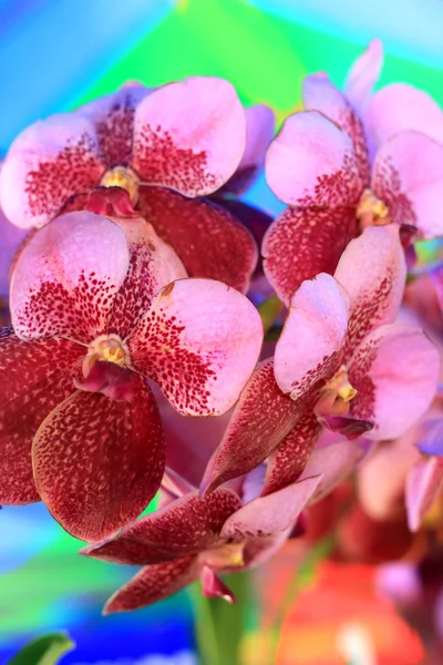 Lila och rött orkidé vanda blommor — Stockfoto