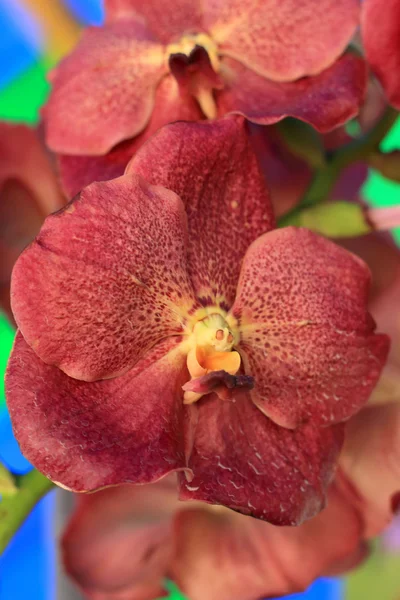 Flores de vanda de orquídea marrom — Fotografia de Stock