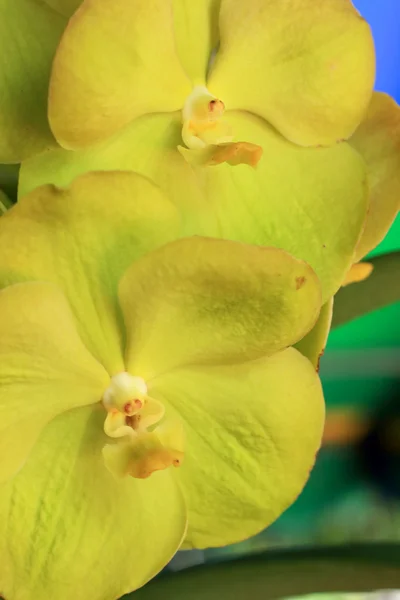 Yellow orchid vanda flowers — Stock Photo, Image