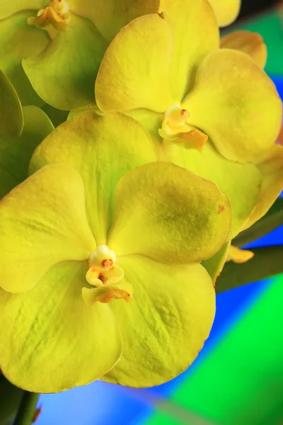 Fleurs jaunes de vanda d'orchidée — Photo