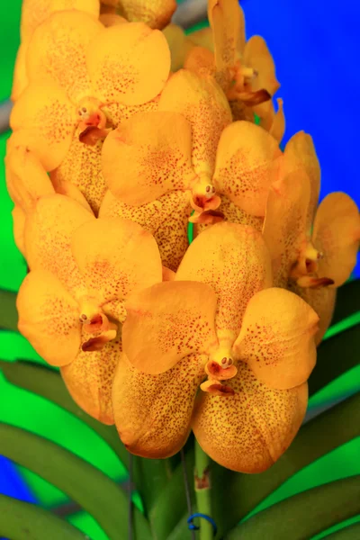 Brun orchid vanda blommor — Stockfoto