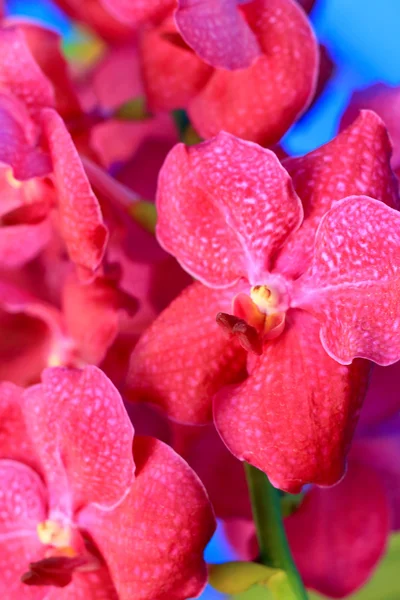 Paarse orchid vanda bloemen — Stockfoto