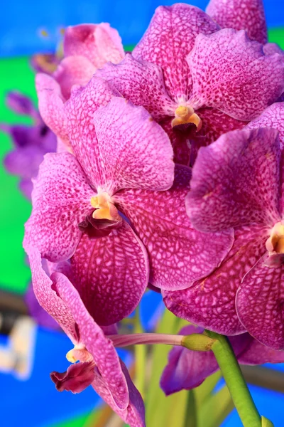 Purple orchid vanda flowers — Stock Photo, Image