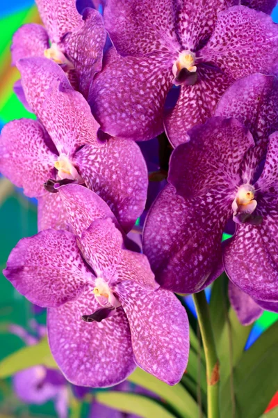 Lila orkidé vanda blommor — Stockfoto