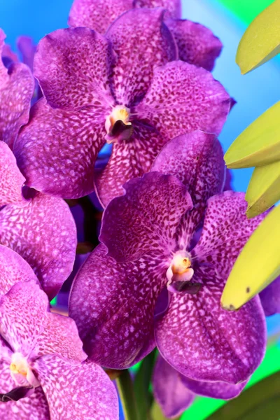 Flores vanda orquídea púrpura —  Fotos de Stock
