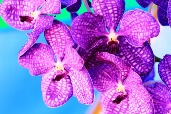 Flores de vanda de orquídea roxa — Fotografia de Stock