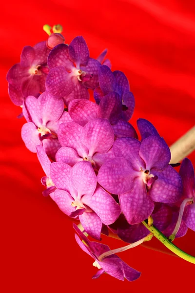 Růžové orchidej květiny — Stock fotografie