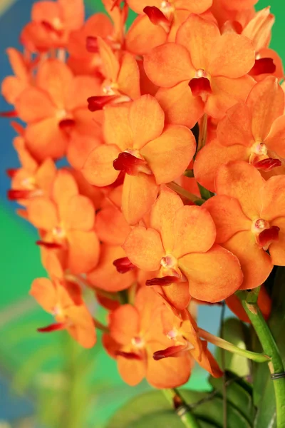 Brown orchid vanda flowers — Stock Photo, Image