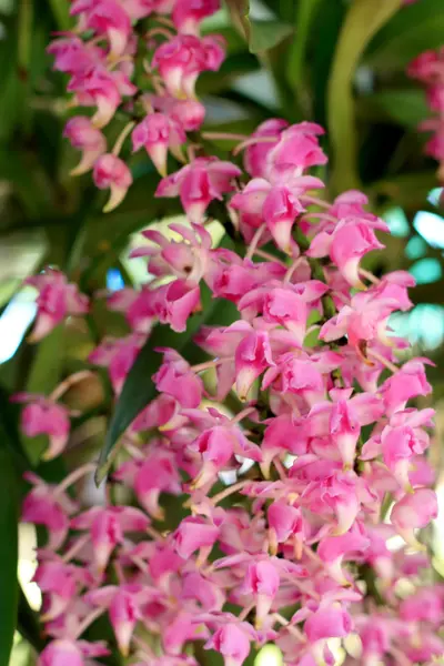 Fiori di orchidea rosa — Foto Stock