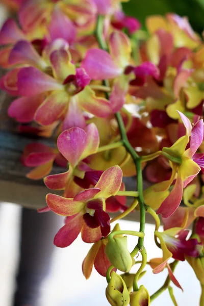 Pink and yellow orchid flowers — Stock Photo, Image