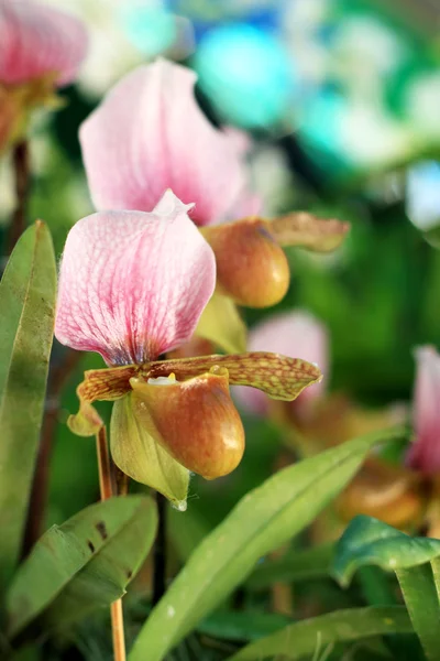 Цветы орхидей пафиопилума — стоковое фото