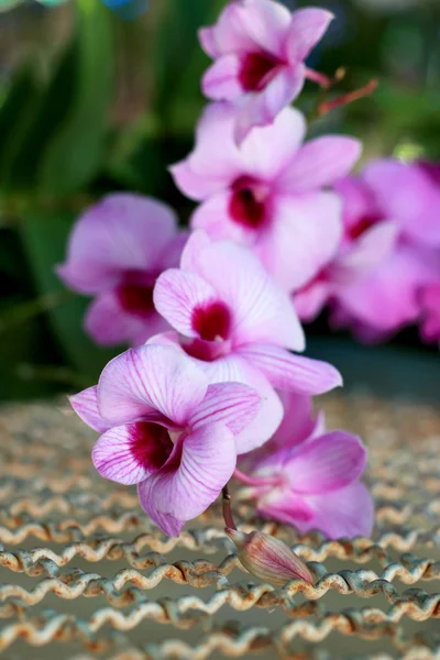 Lyserøde orkideblomster - Stock-foto