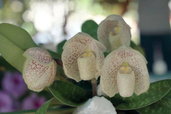 Paphiopedilum orchidées fleurs — Photo