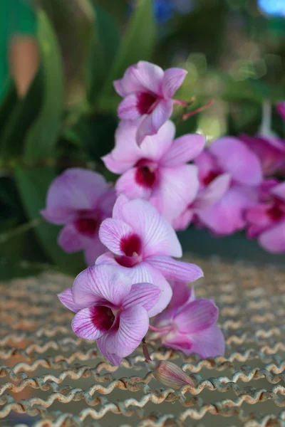 Lyserøde orkideblomster - Stock-foto