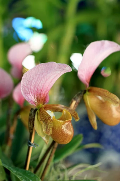 Paphiopedilum orkidéer blommor — Stockfoto