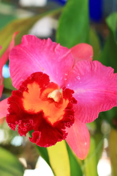 Cattleya Orchid Flores — Fotografia de Stock