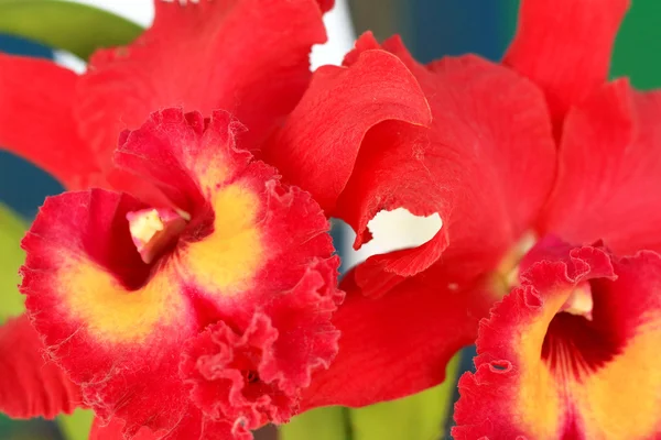 Fleurs d'orchidée de Cattleya — Photo