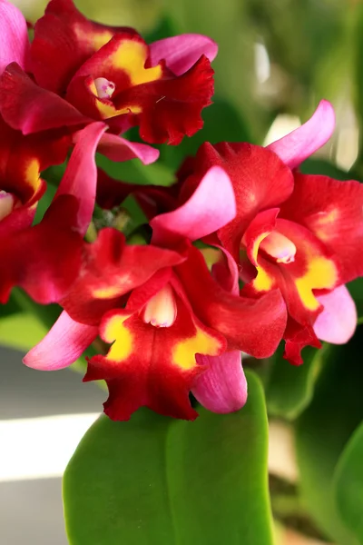 Rote Orchideenblüten — Stockfoto