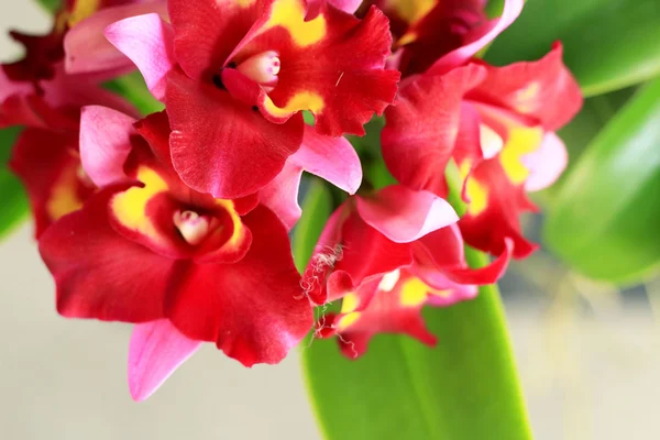 Flores vermelhas da orquídea — Fotografia de Stock