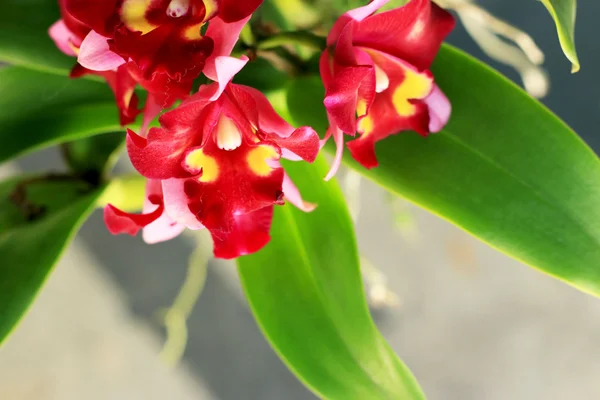 Flores vermelhas da orquídea — Fotografia de Stock