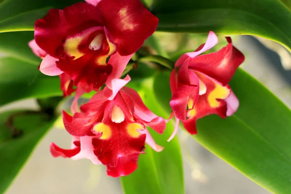 Rote Orchideenblüten — Stockfoto