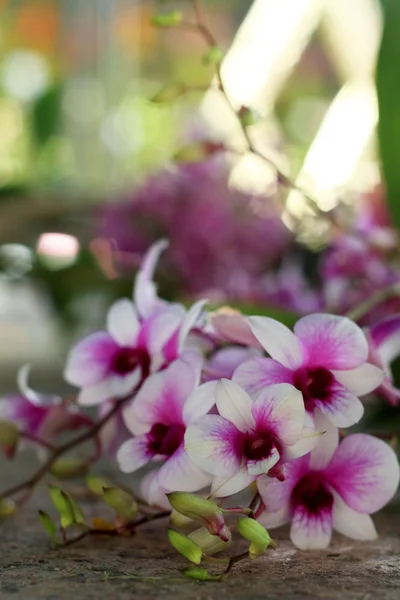 Roze orchidee bloemen — Stockfoto