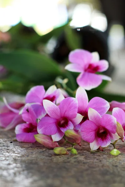 Rosa Orchideenblüten — Stockfoto