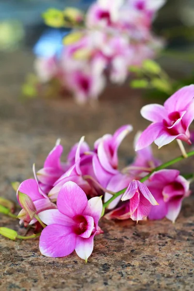 Pembe orkide çiçekleri — Stok fotoğraf