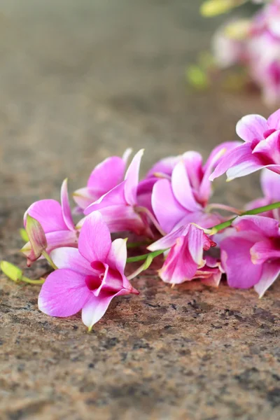 Rosa Orchideenblüten — Stockfoto