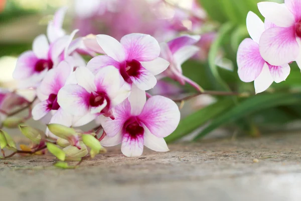 Pembe orkide çiçekleri — Stok fotoğraf