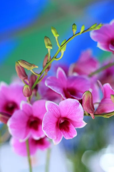 Fiori di orchidea rosa — Foto Stock