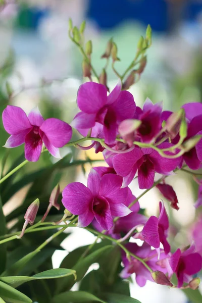 Pink orchid flowers — Stock Photo, Image